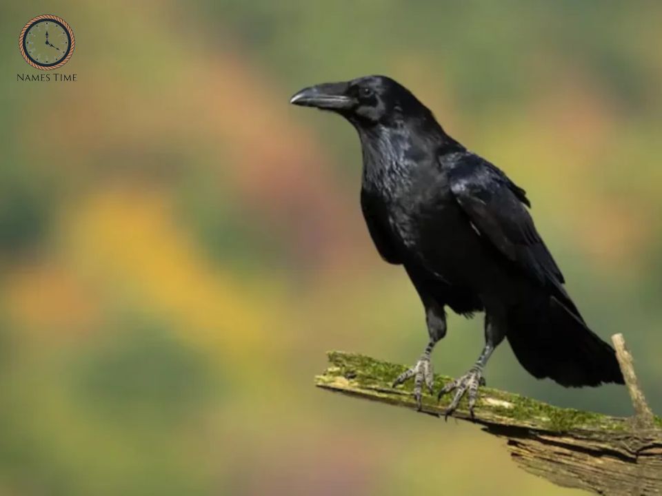 Funny Names for Crow