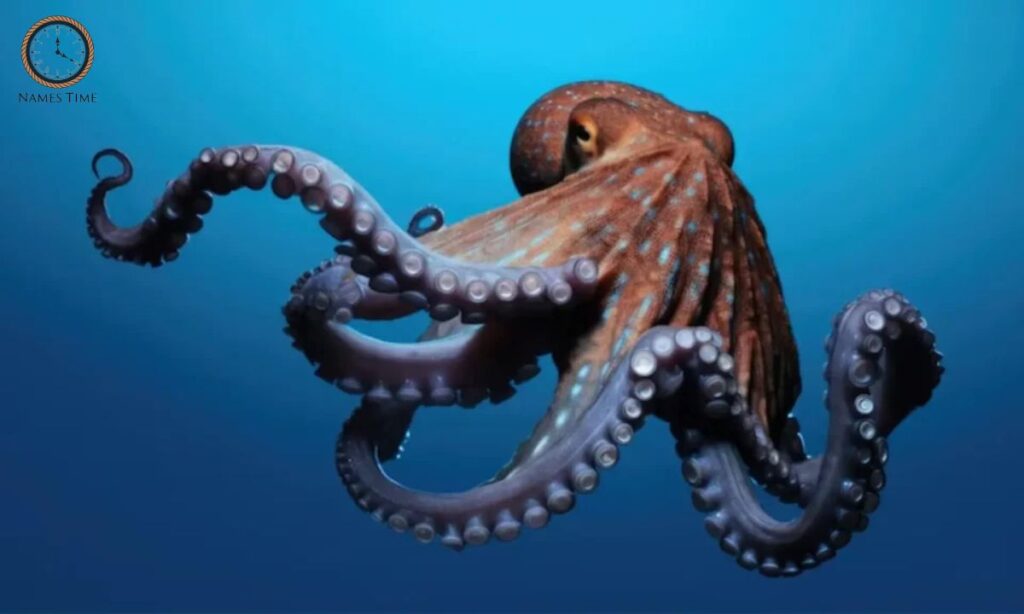 Funny Names for Octopus