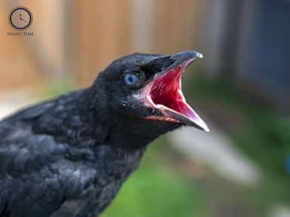 Girl Names for Baby Crow